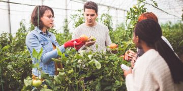 Optimizing Crop Yields: A Comprehensive Study on the Impact of Soil Amendments in Sustainable Agriculture